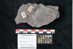 Foto (Objekt + Etikett) von Calamites communis Ettingshausen (NHMW-GEO-2024-0188-10980)
